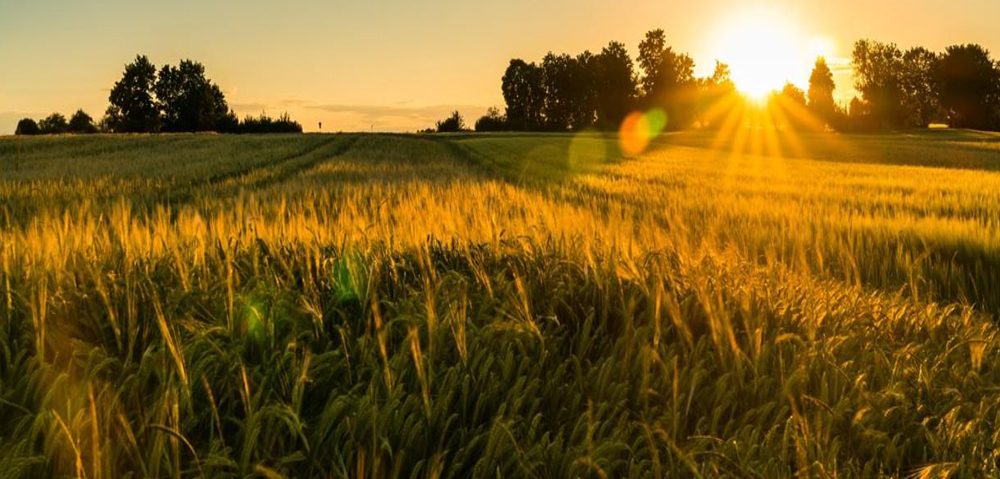 Southeast Asia’s Largest Grain Processor Accelerates Digital Transformation with IZO™+ SD-WAN